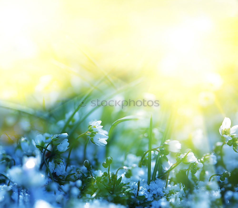 Similar – Image, Stock Photo droplets and bells