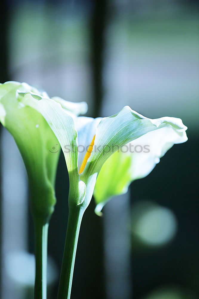 Similar – Image, Stock Photo tulips Trash