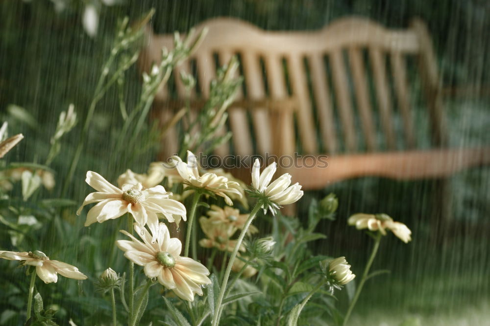 Similar – Sommerregen Regen