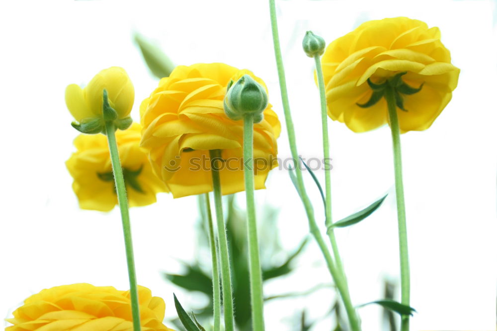 Similar – Yellow, buttercups from frog perspective