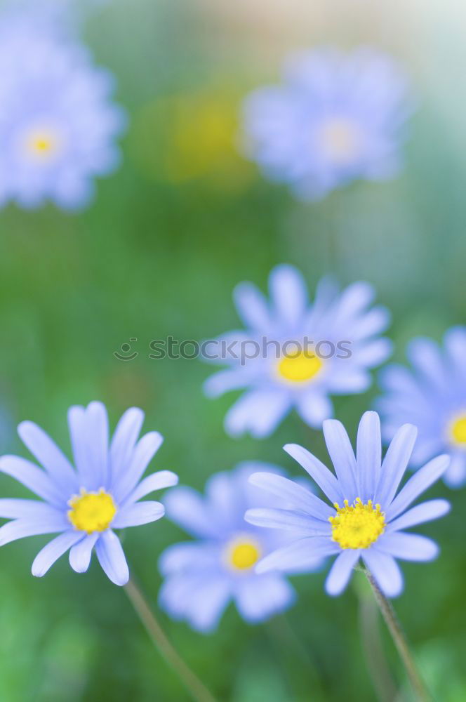 Similar – Image, Stock Photo Aster flowers Stamen