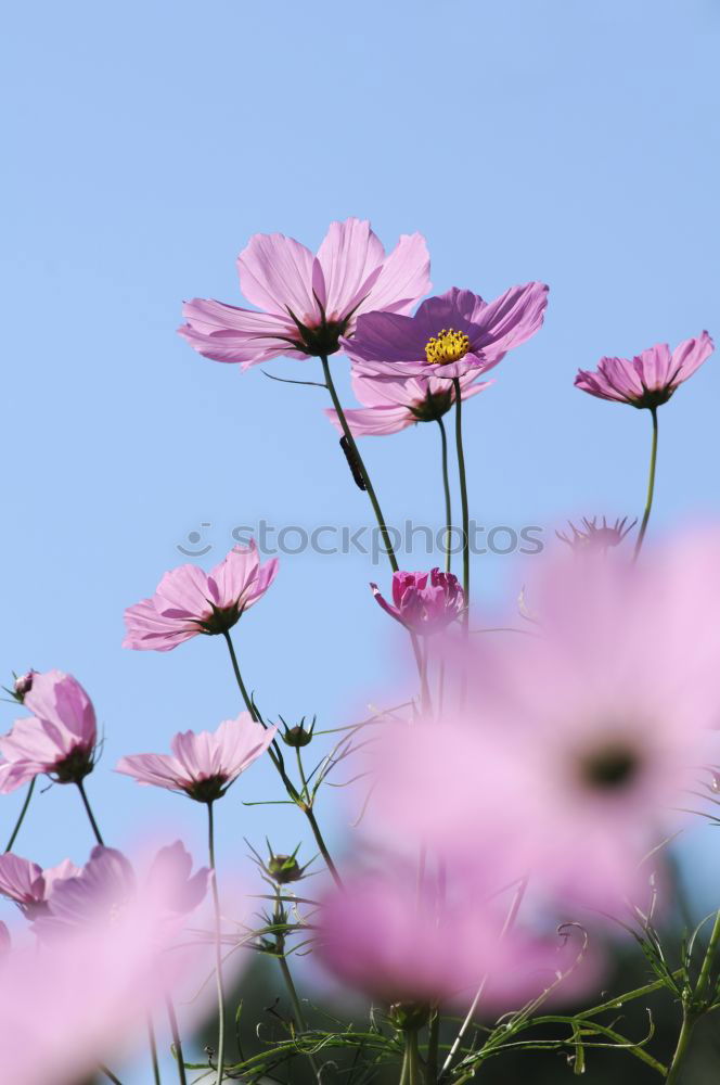 Similar – Foto Bild Flammende Blüten Natur