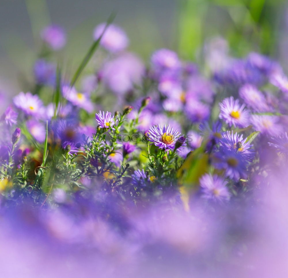 Similar – Image, Stock Photo Field with cornflowers