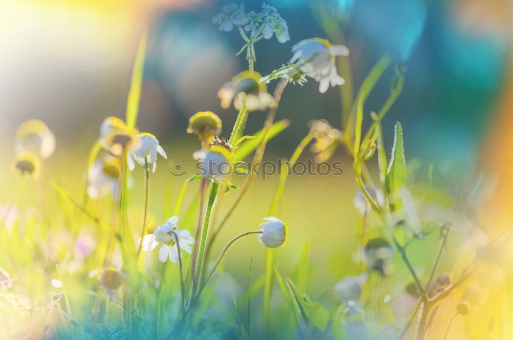 Similar – Image, Stock Photo Through the flower