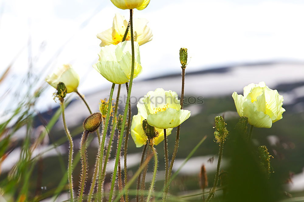 Beautiful blooming long stem flowers