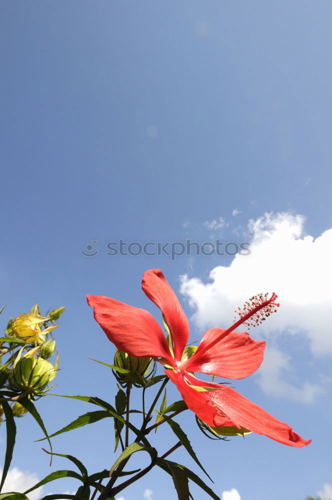 Similar – Image, Stock Photo Under the flowers l Flower