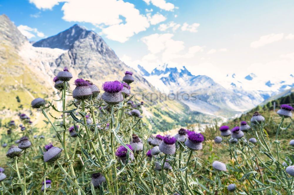 Similar – Crocus blooms in the foreground, behind it a mountain range