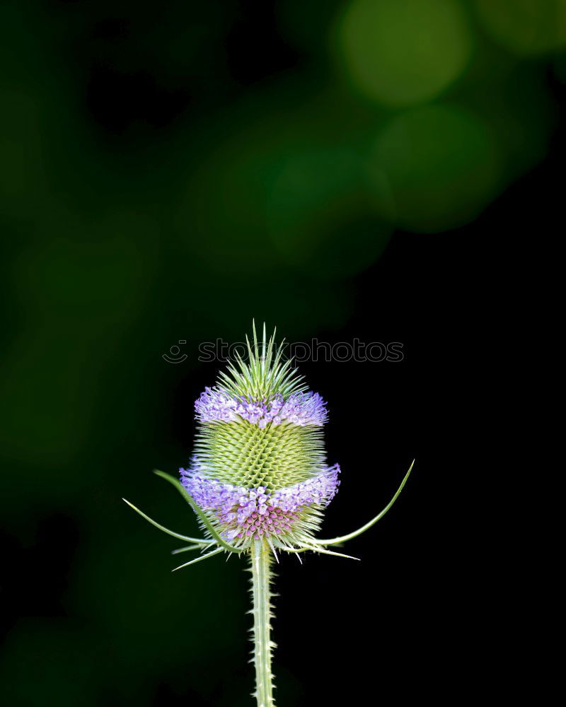 Similar – Image, Stock Photo only you Dangle Hang Stalk