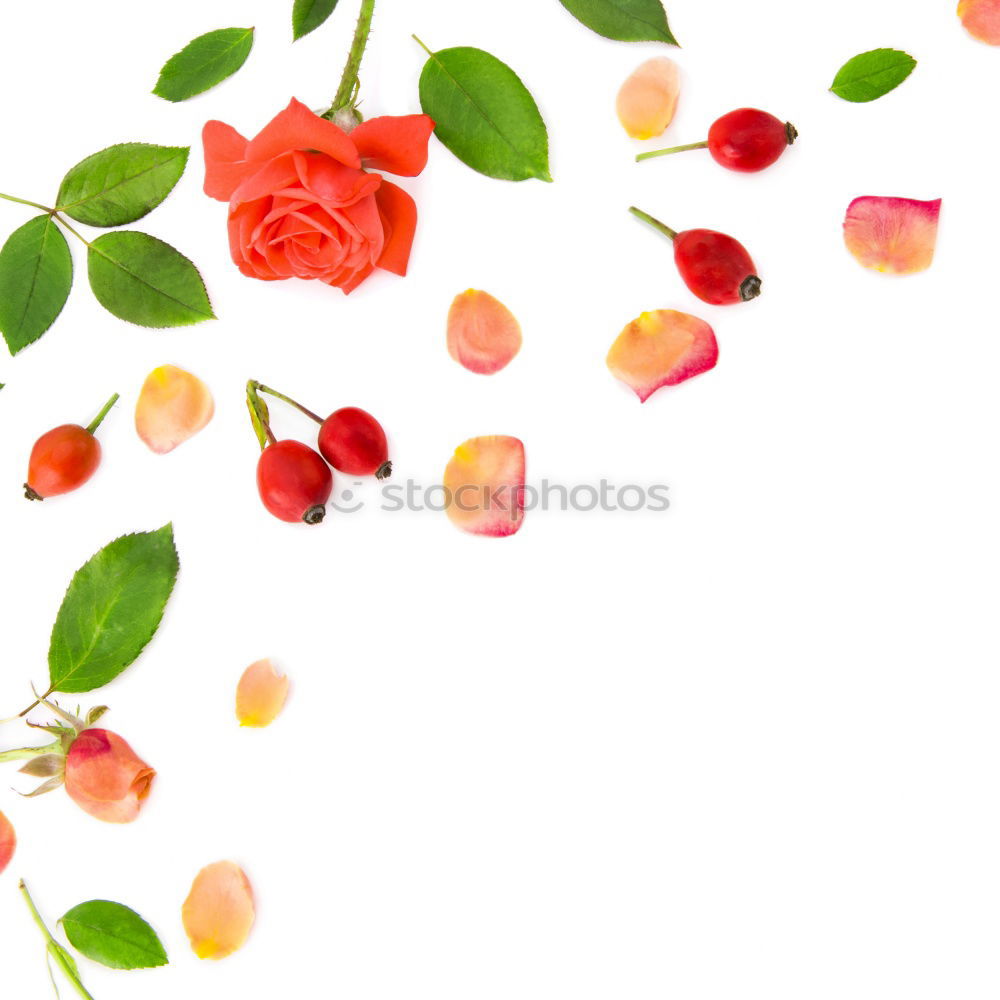 Similar – Image, Stock Photo Stumbled Plant Scratch Red