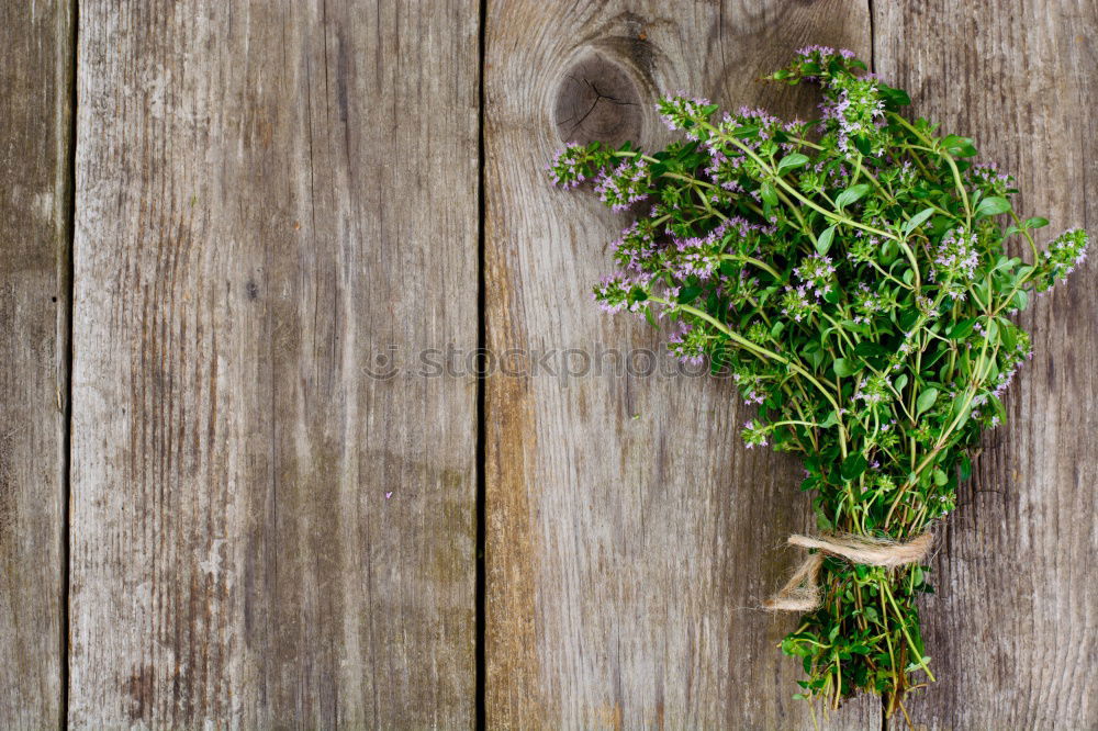 Similar – Rosemary twigs on wood