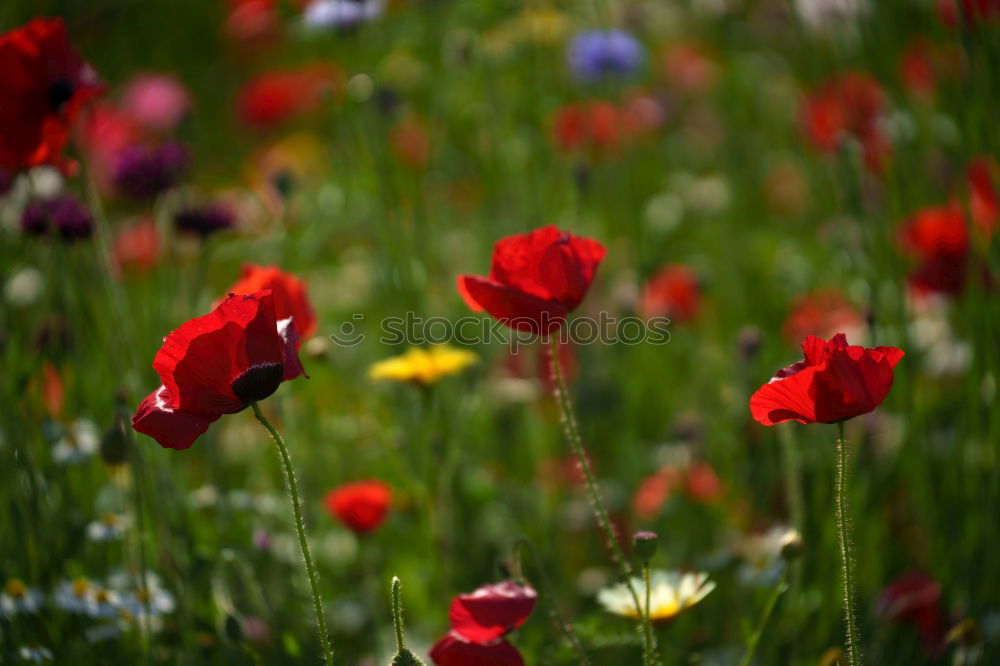 Image, Stock Photo Cornflower meadow with poppies.