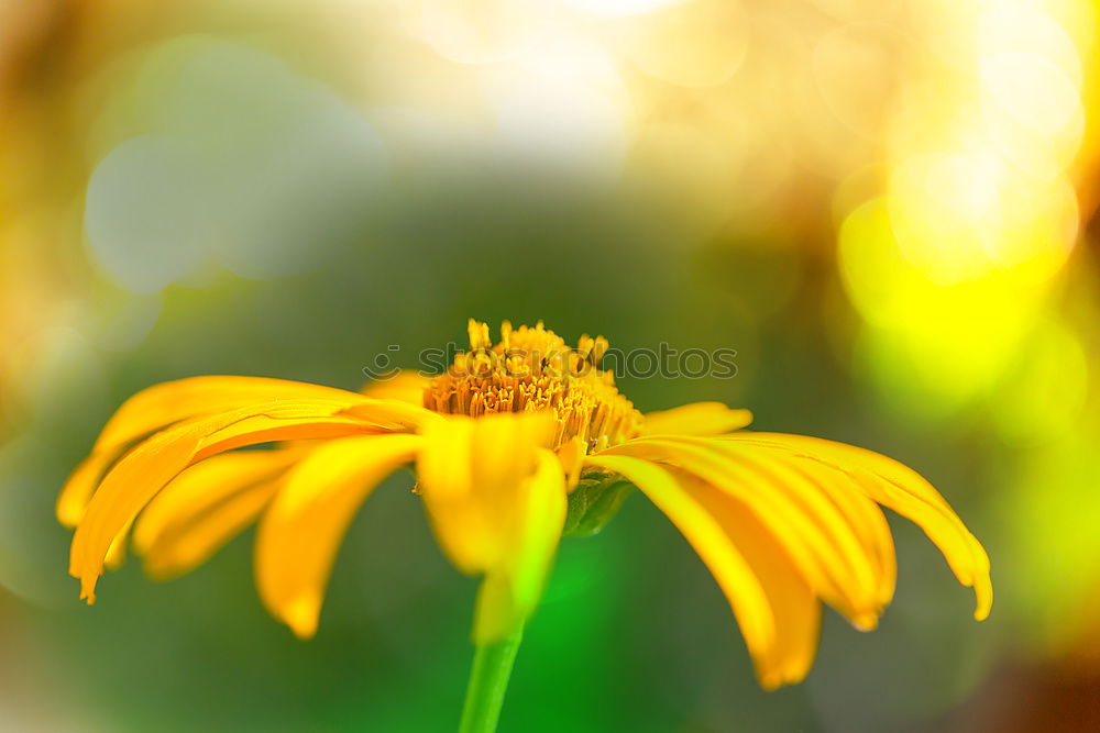 Similar – Image, Stock Photo Sea of flowers at the lake