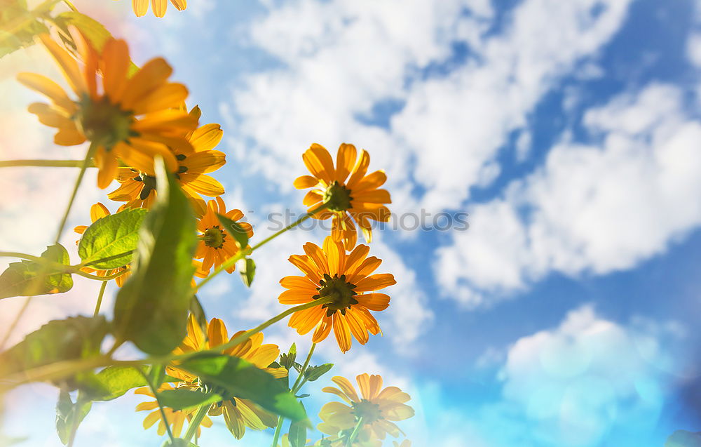 Similar – Image, Stock Photo Beautiful balcony flowers