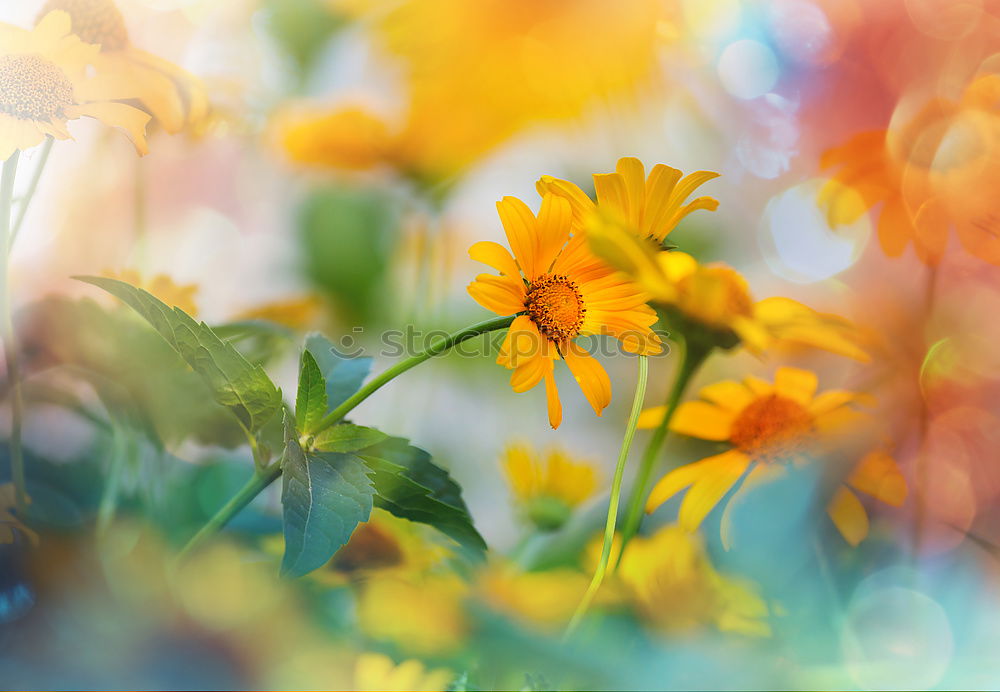 Rudbeckie Rudbeckia