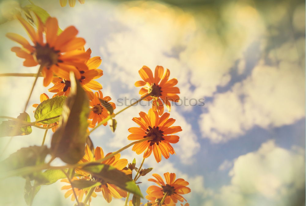 Similar – Flower background with yellow flowers in the blue sky