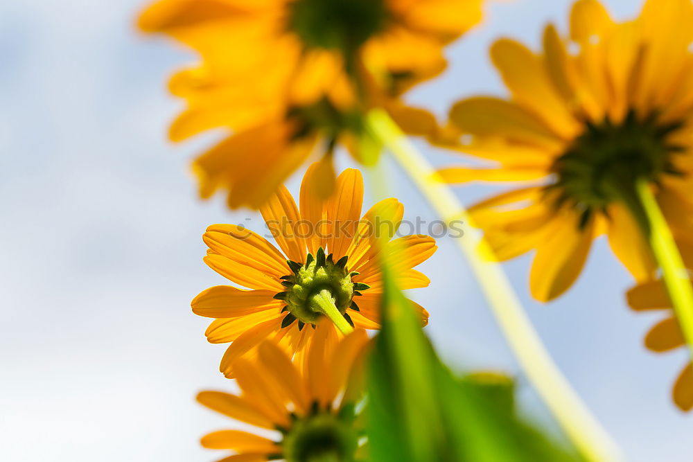 Similar – orange shining stars