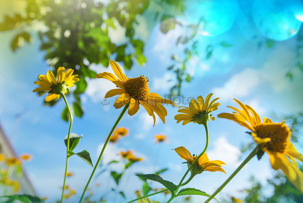 Similar – Image, Stock Photo Sunflower over summer garden