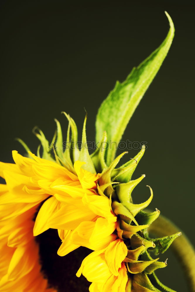 Similar – blossoming Sunflower Bulb