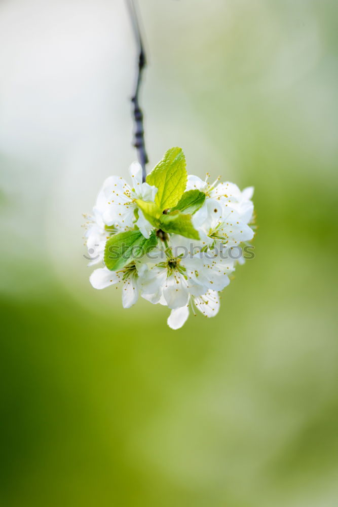 Similar – sea of blossoms Nature