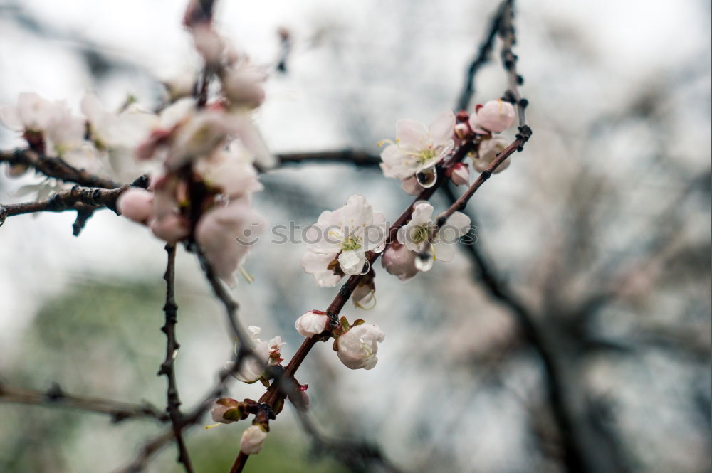 Similar – Blütenzaun Zaun Frühling