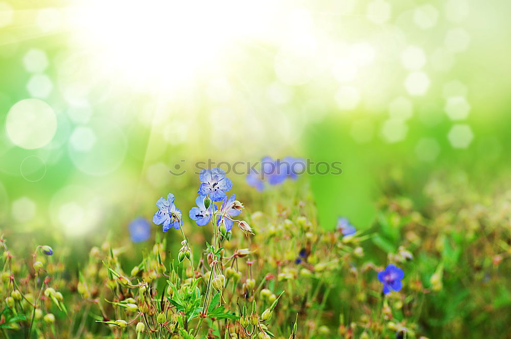 Image, Stock Photo Wild hyacinths at sunlight on forest glade. Spring nature background. Springtime outdoor