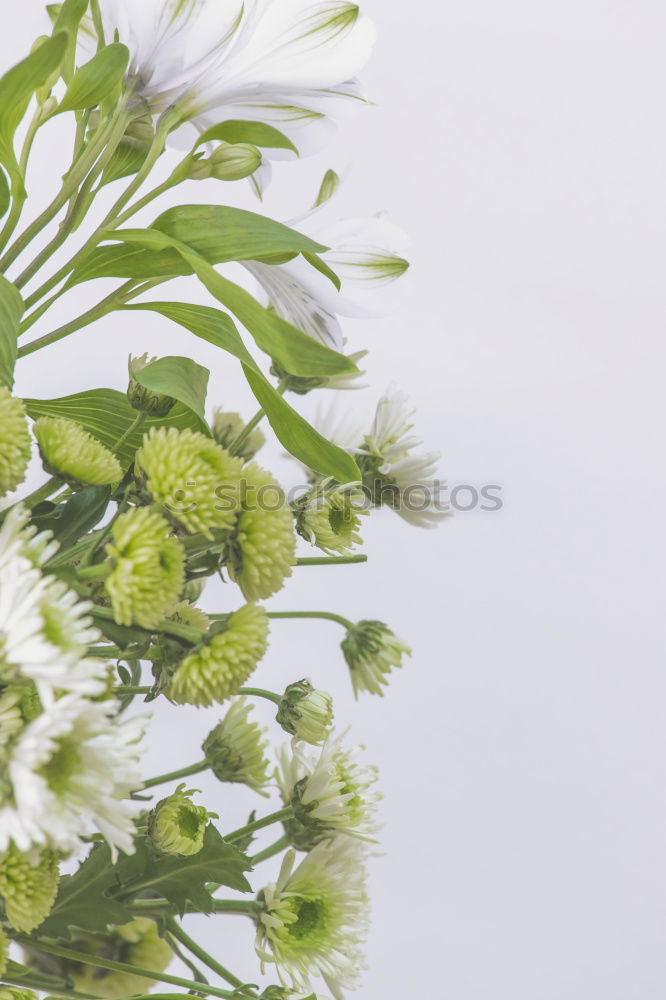 Similar – Image, Stock Photo Various flowers and leaves for bouquet
