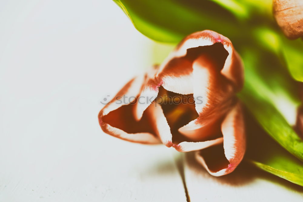 Red Tulip Close Up In Spring