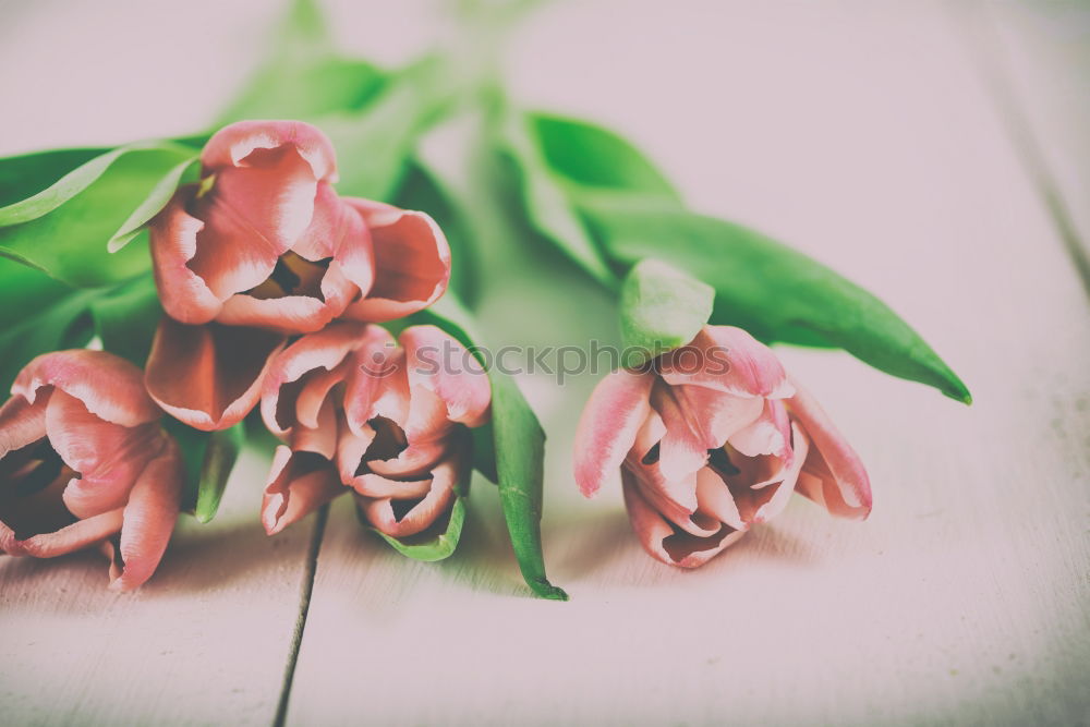 Pink Tulips On Turquoise Wood Table