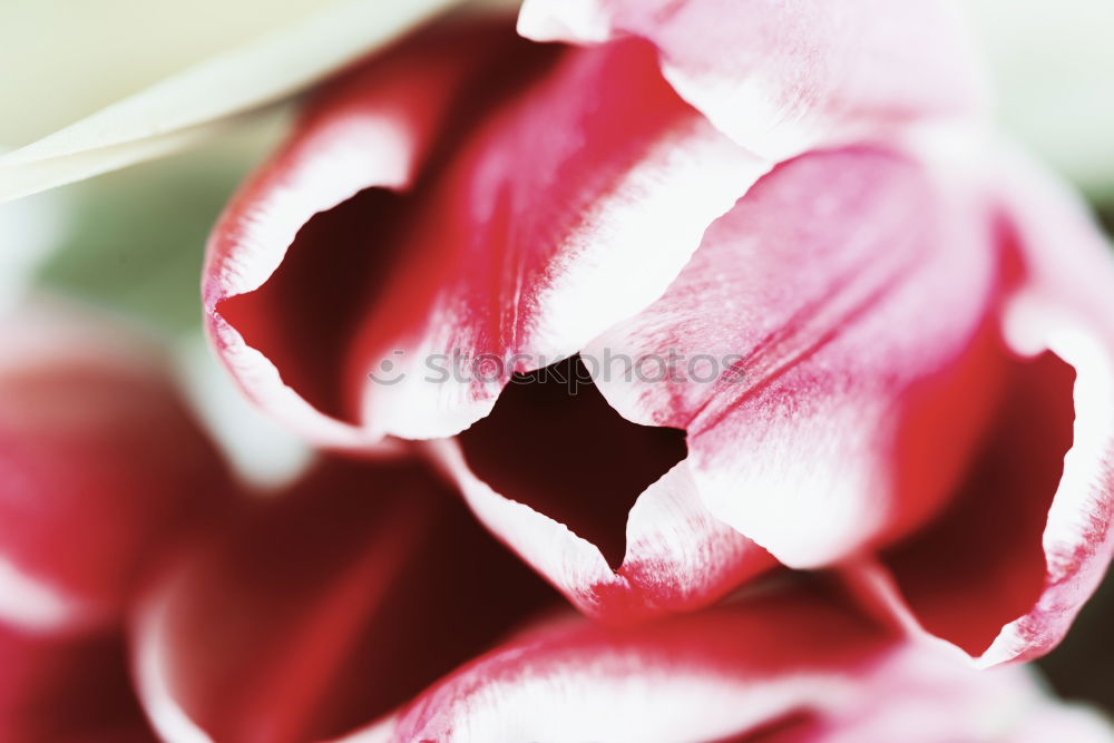 Similar – Pink Tulips On Turquoise Wood Table