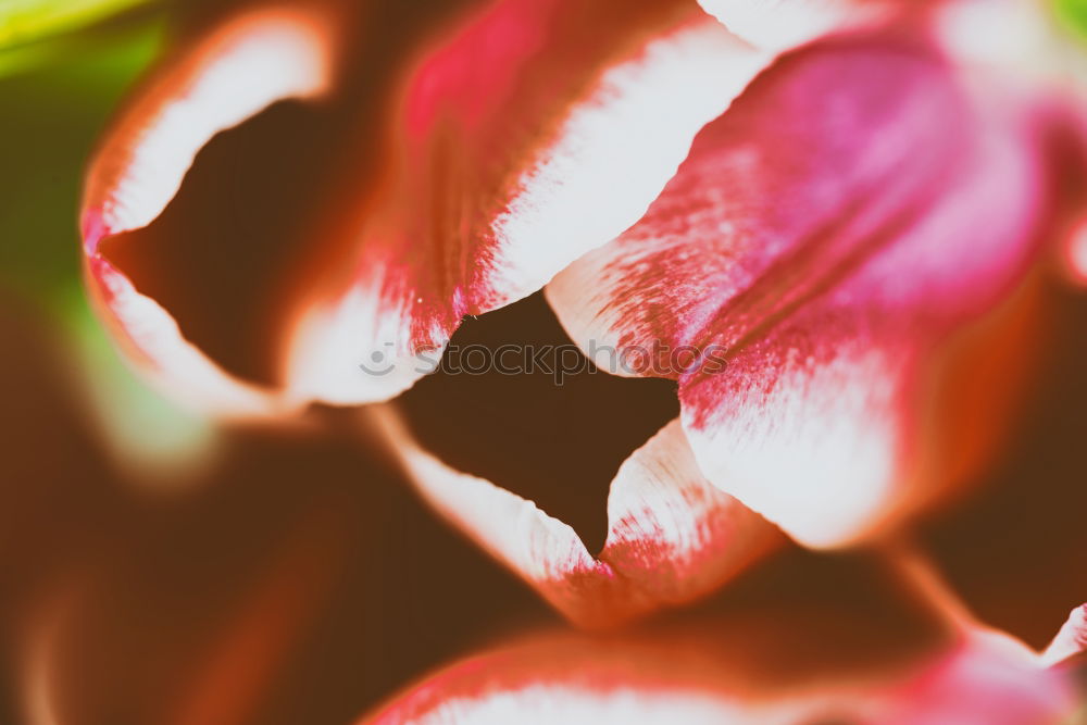 Similar – Image, Stock Photo Wilt #2 Tulip Blossom