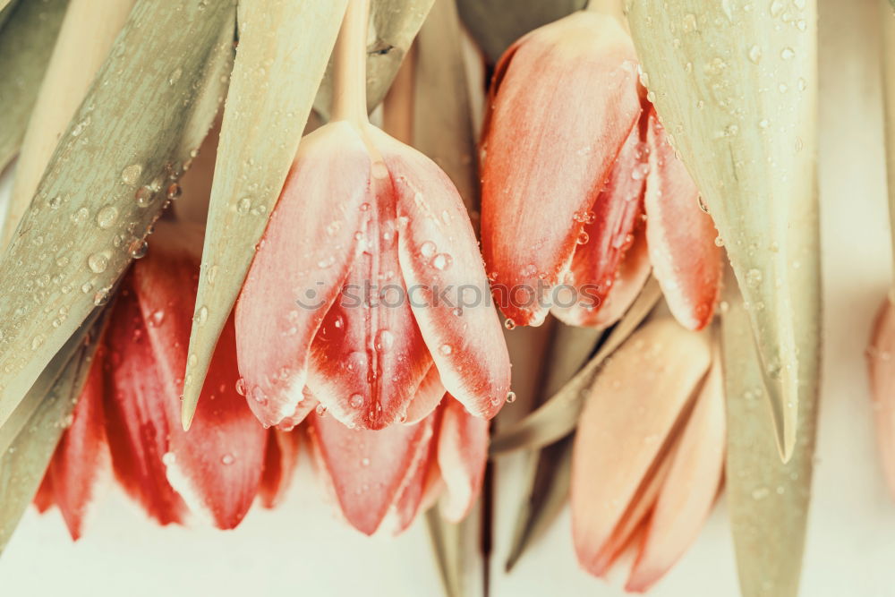 Red Tulips With Water Drops In Spring