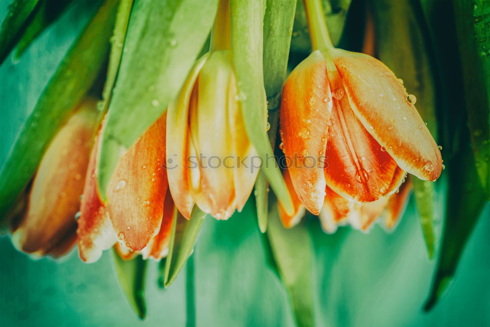 Flowers Bouquet Of Spring Wet Tulips On Table