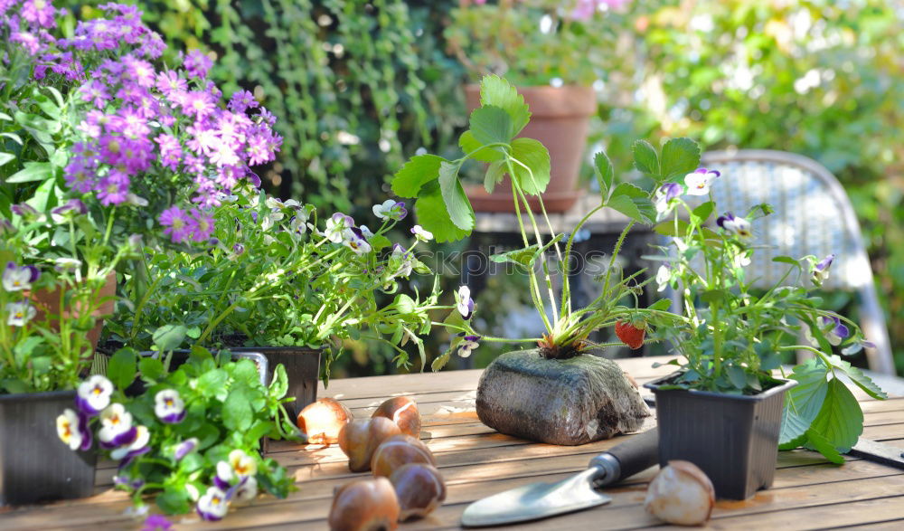 Similar – table top gardening