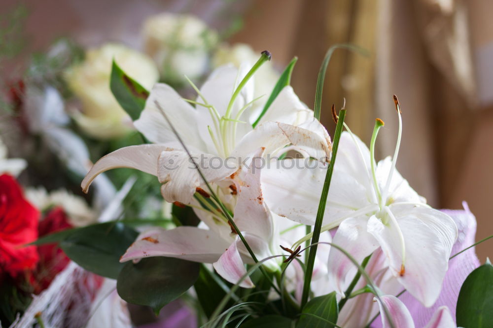 Similar – Image, Stock Photo flowers Lifestyle Elegant