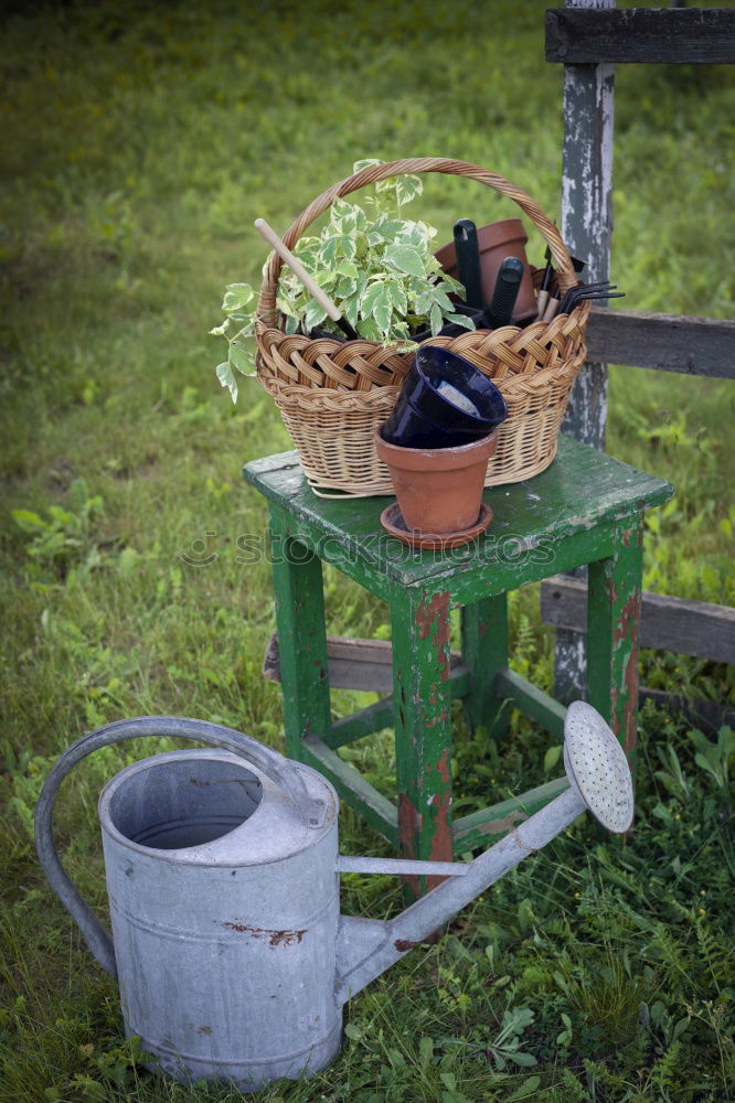 Similar – Image, Stock Photo raised bed fresh green rhubarb