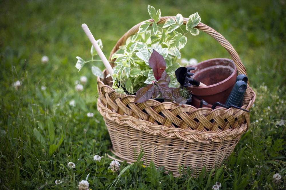 Similar – Image, Stock Photo Lawn Jewellery Handbag