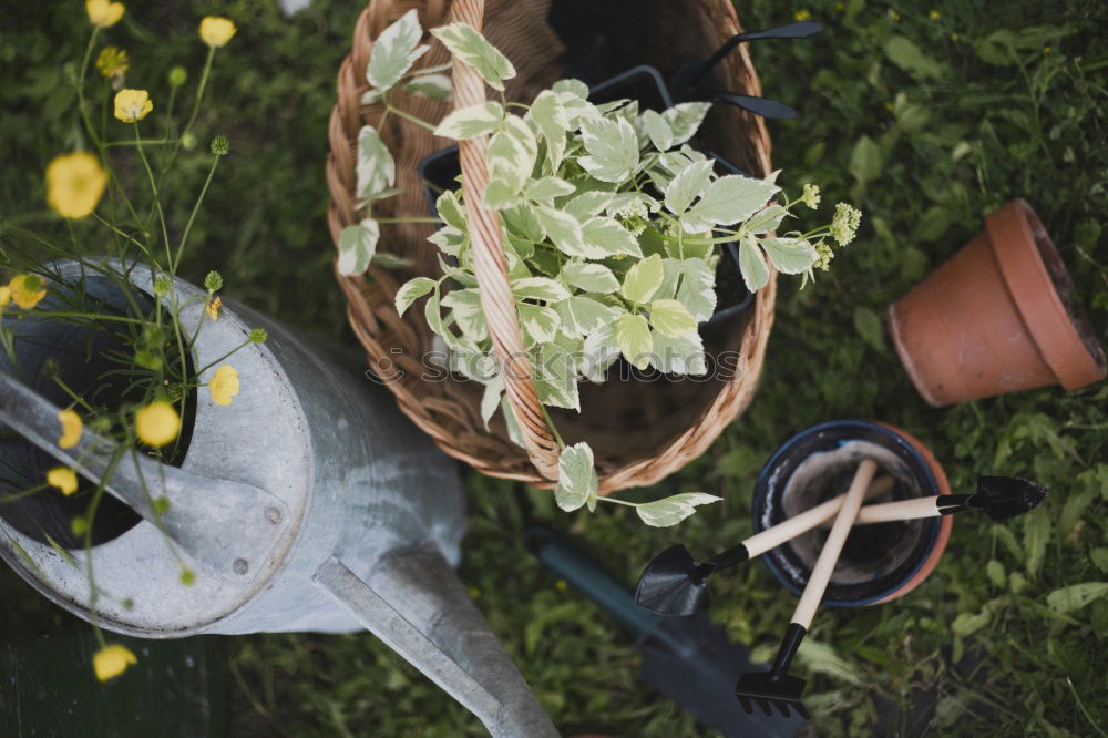 Similar – Planting potatoes in small bio garden