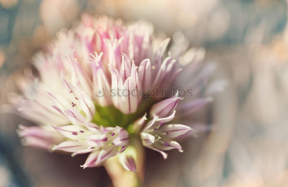 Similar – pink Plant Flower Blossom