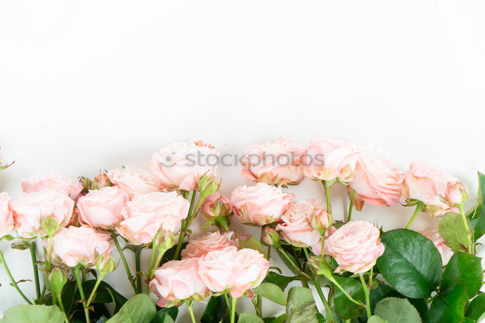 Similar – Image, Stock Photo floral greeting Nature