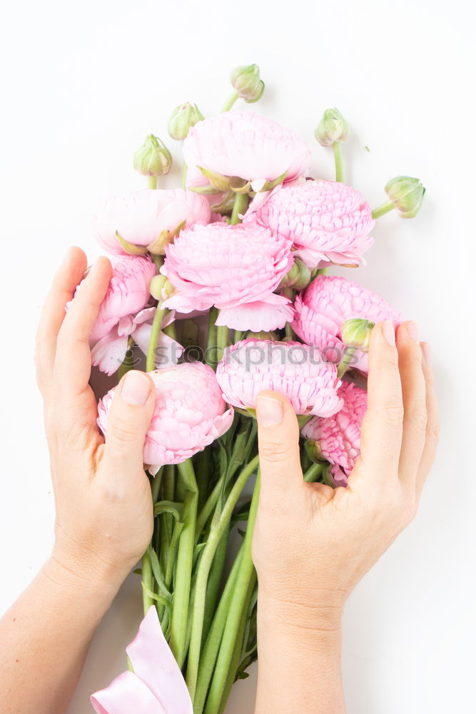 Weibliche Hände halten schöne große rosa Lilie Blumen