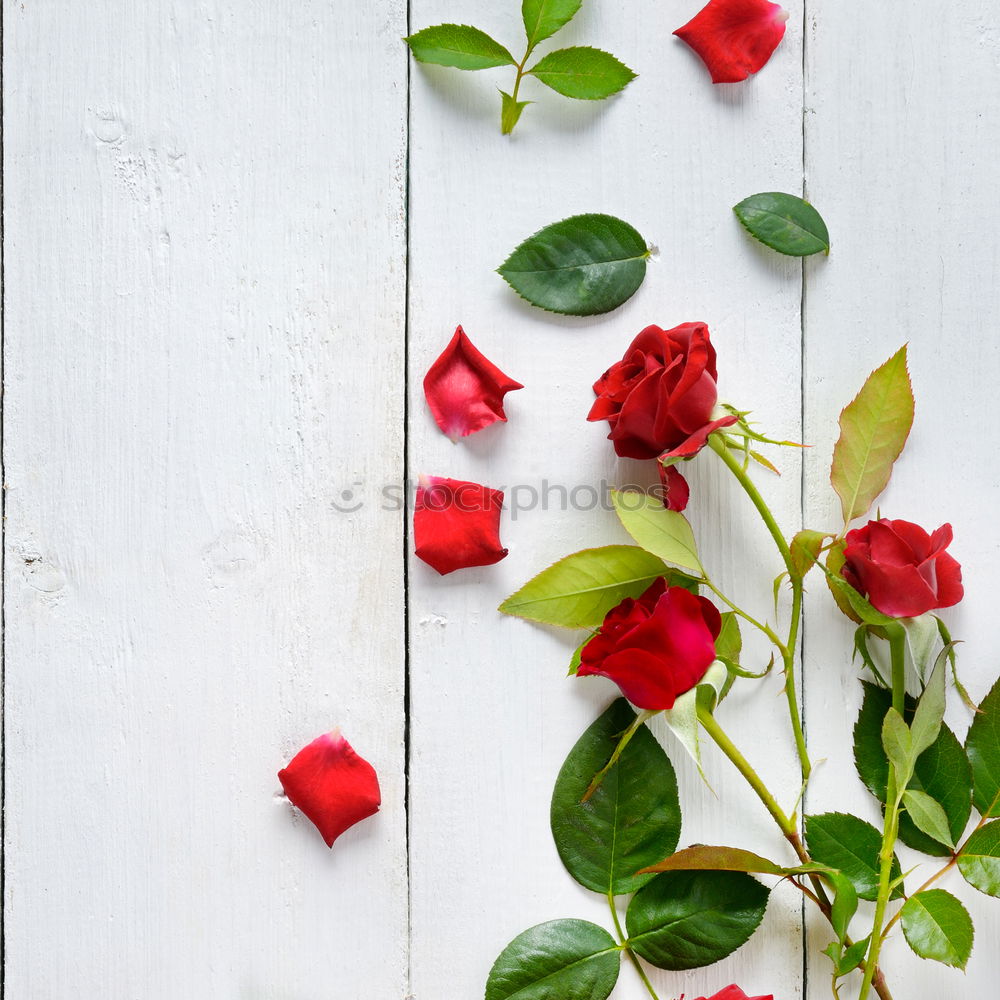 Similar – Image, Stock Photo Pretty pink petal frame