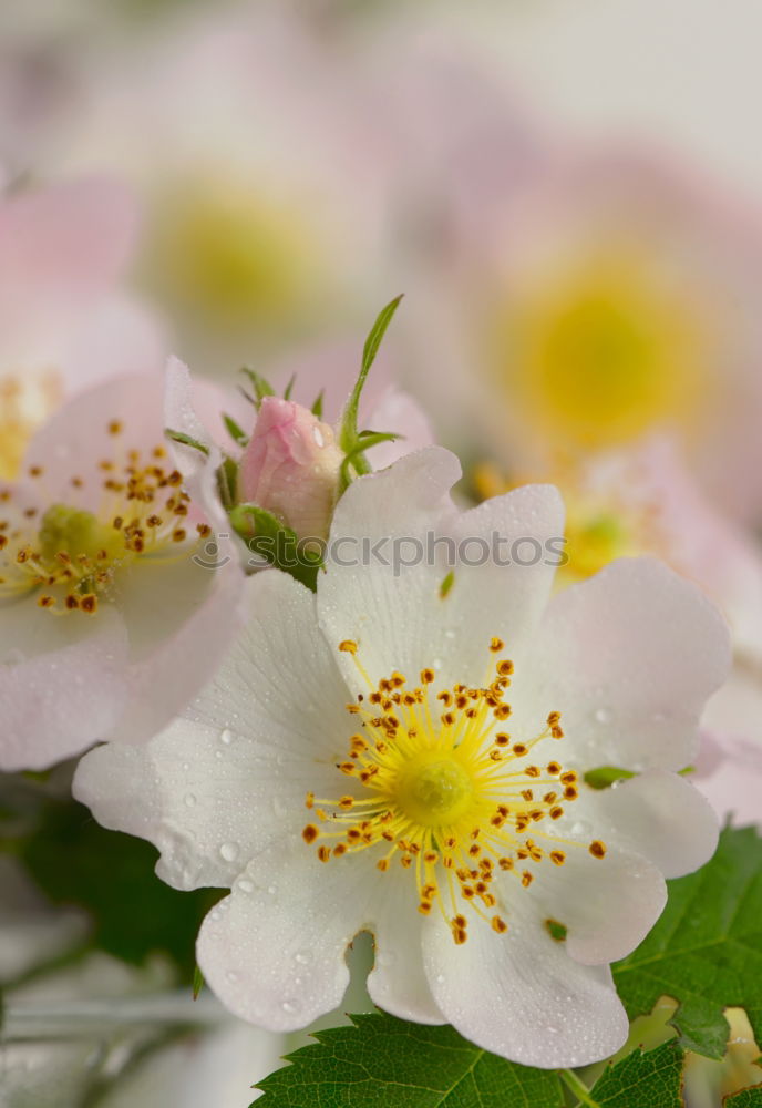 Similar – Image, Stock Photo Mystic flower II Flower