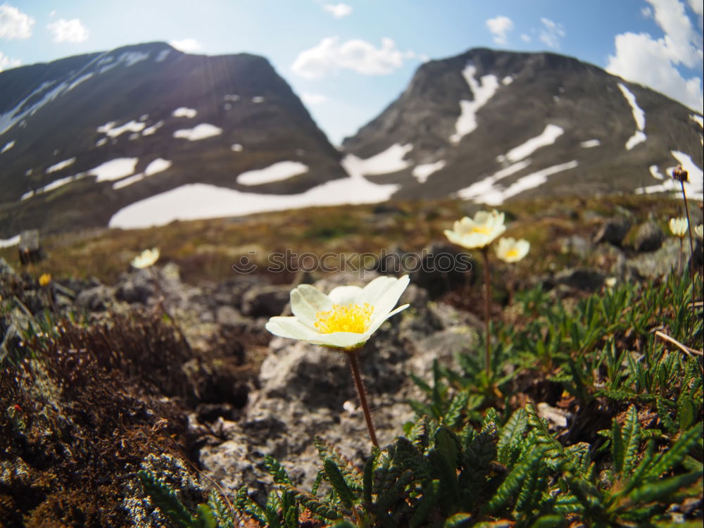 Similar – little flowers Environment