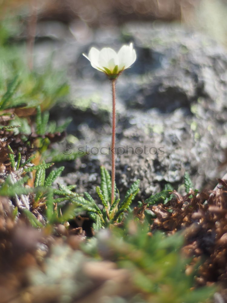 Similar – Foto Bild Randgruppe Farbfoto