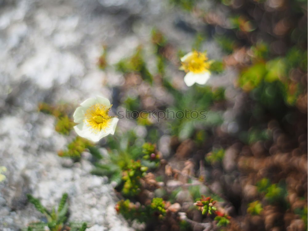 Image, Stock Photo [H08.2] Dog flower