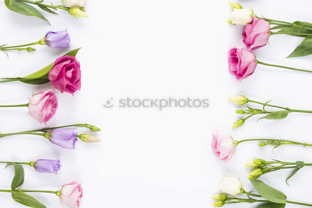 Image, Stock Photo White background with pink and white flowers