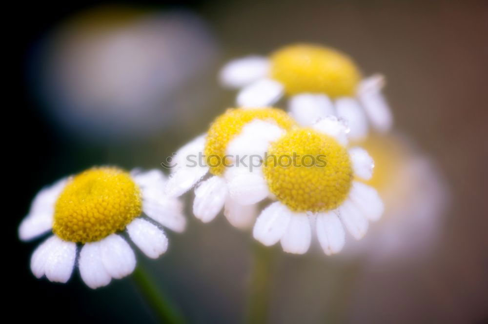 Similar – daisy flower plant Flower