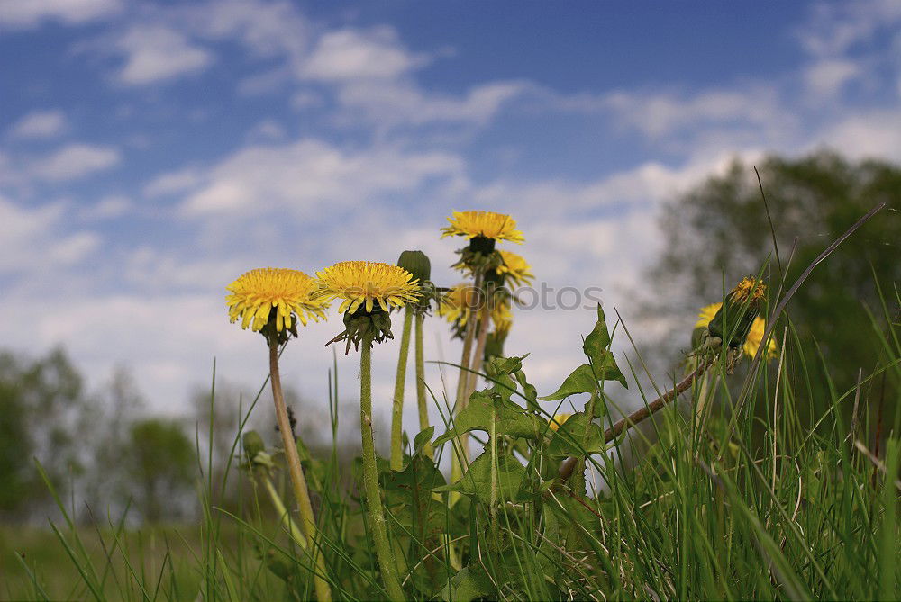 Similar – Foto Bild Wiesenschönheit Blume