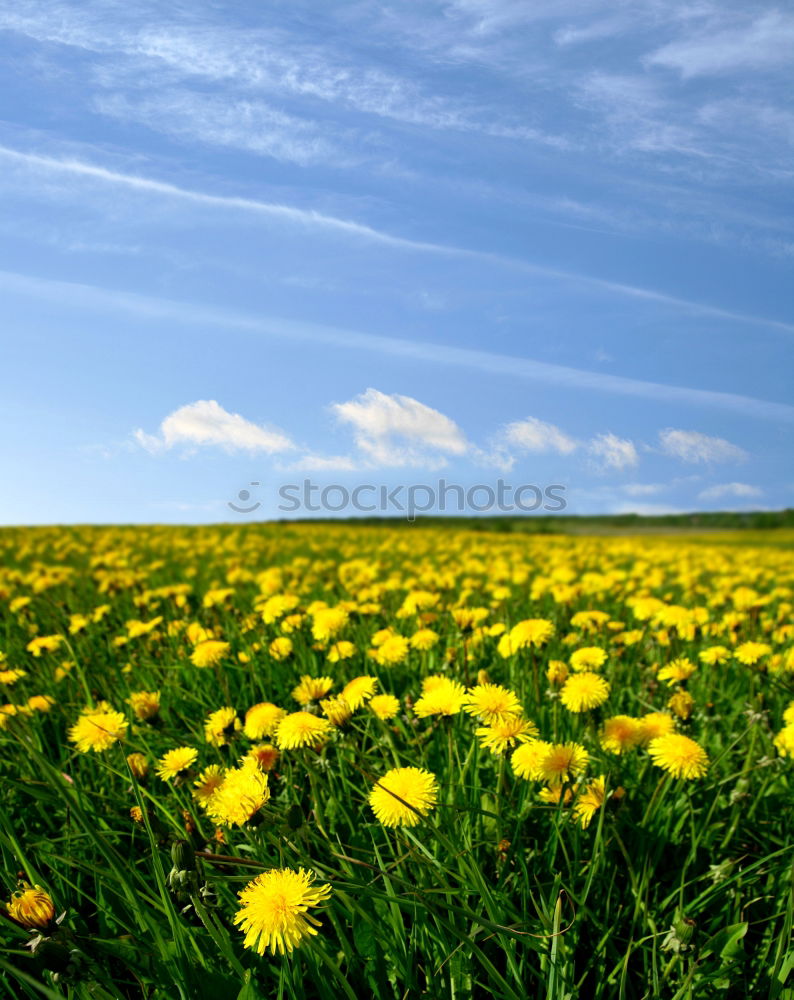 Similar – Blumen im Sonnenschein