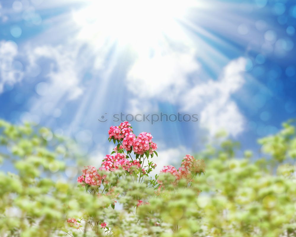 Similar – Image, Stock Photo Summer Garden with flower bed